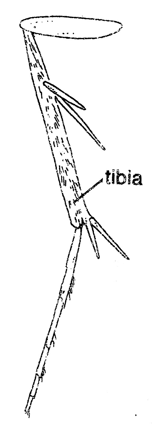 Hindleg of Parornix anglicella (Gracillariidae).